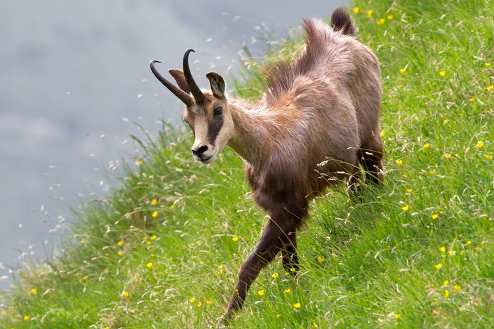 les chamois au détour d'une randonée dans le massif