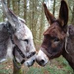 Balade attendue par paquerette et Pepito