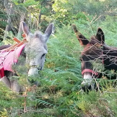 ânes dans bruyeres